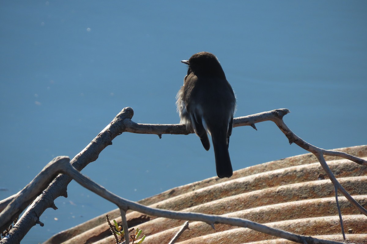Black Phoebe - ML645616270