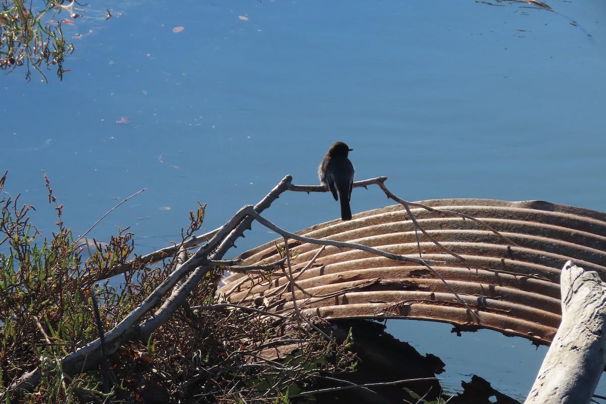 Black Phoebe - ML645616273