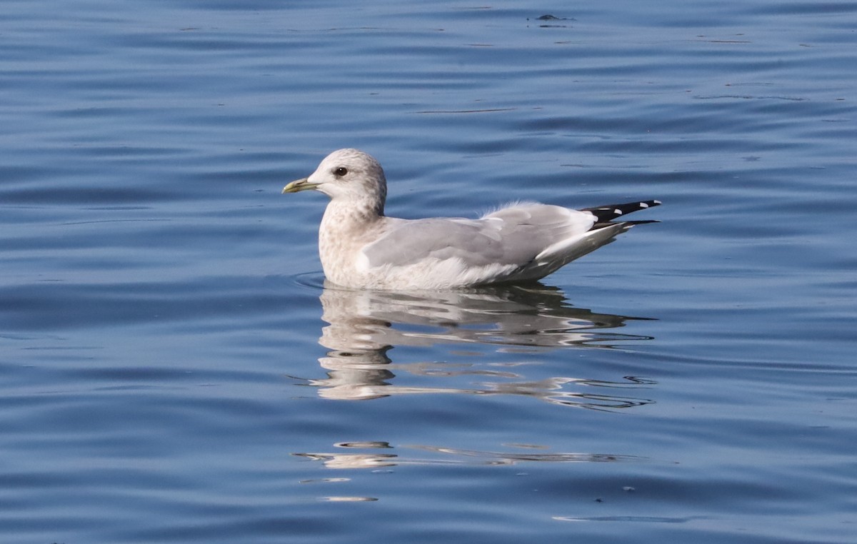 Short-billed Gull - ML645616275