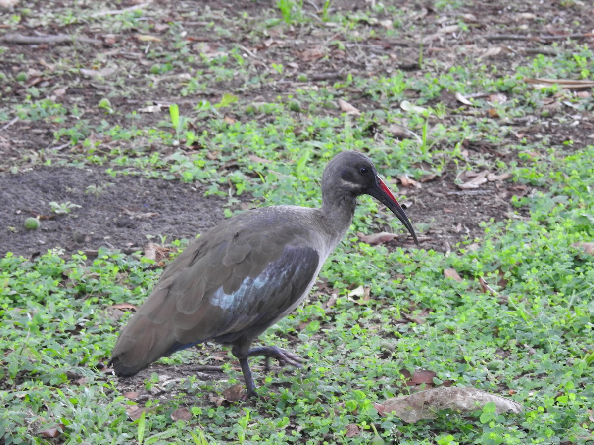 Хагедаш - ML645616283