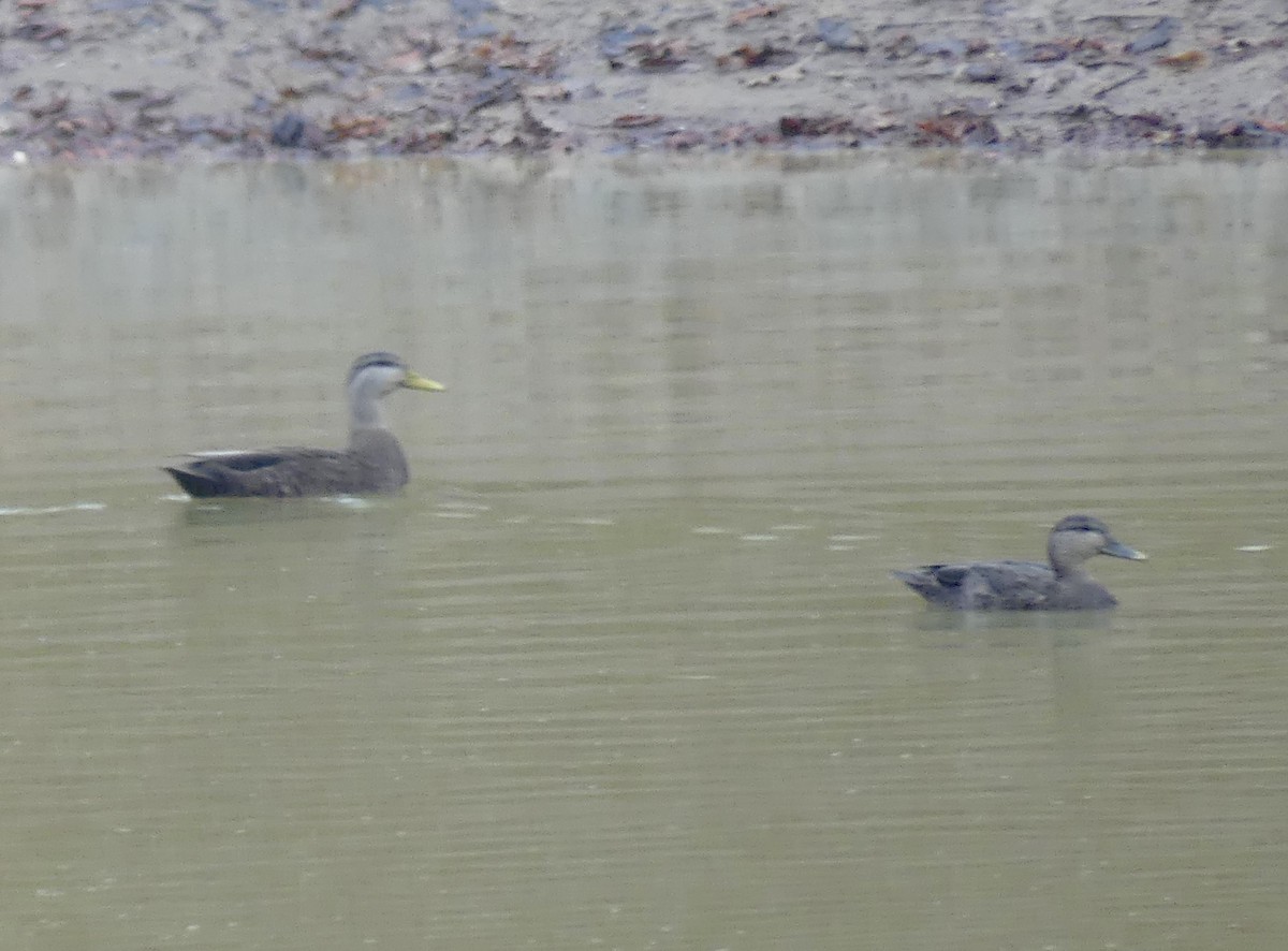 American Black Duck - ML645616287