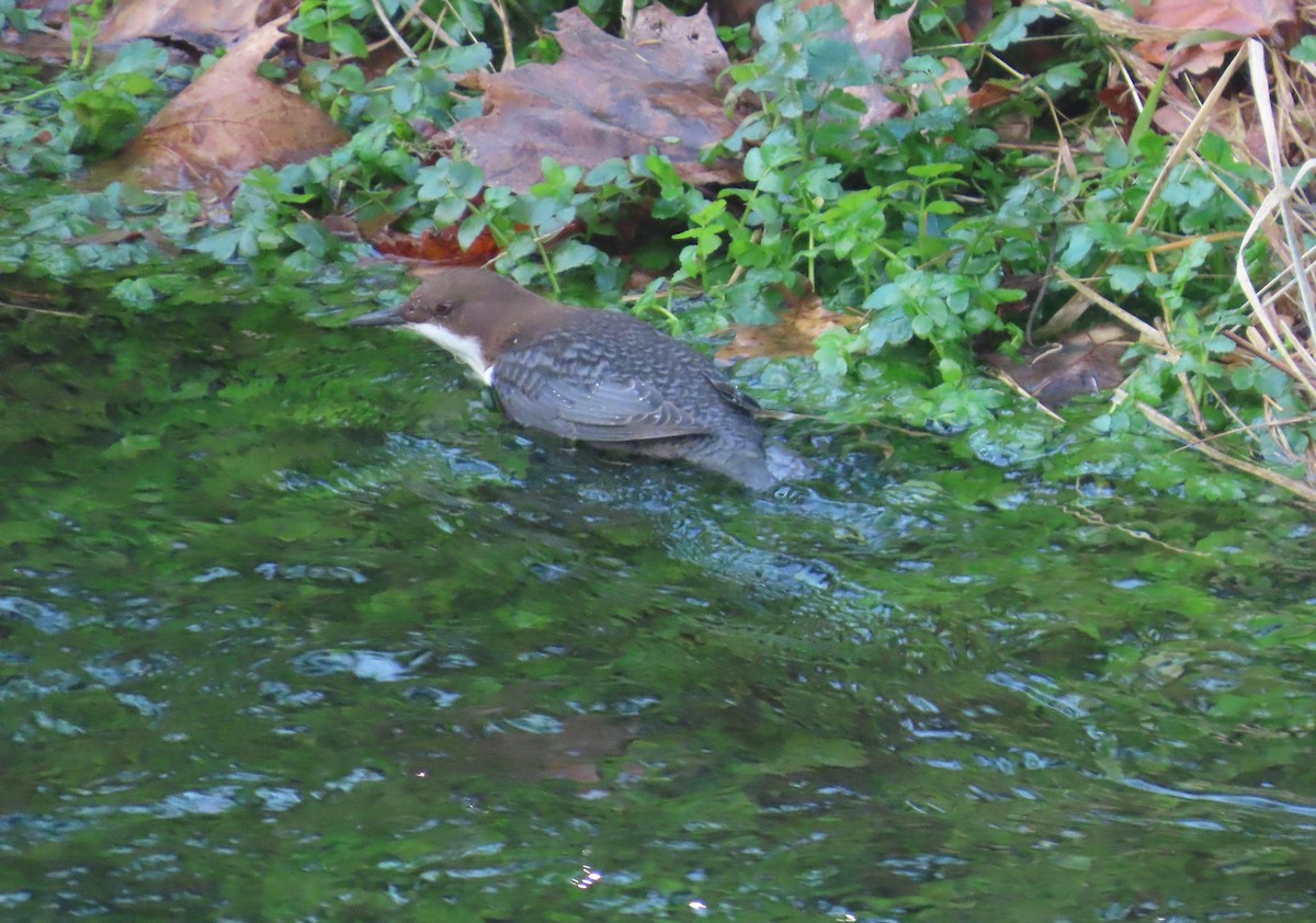 White-throated Dipper - ML645616289
