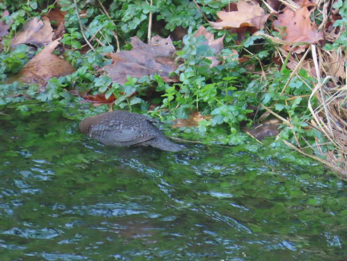 White-throated Dipper - ML645616290