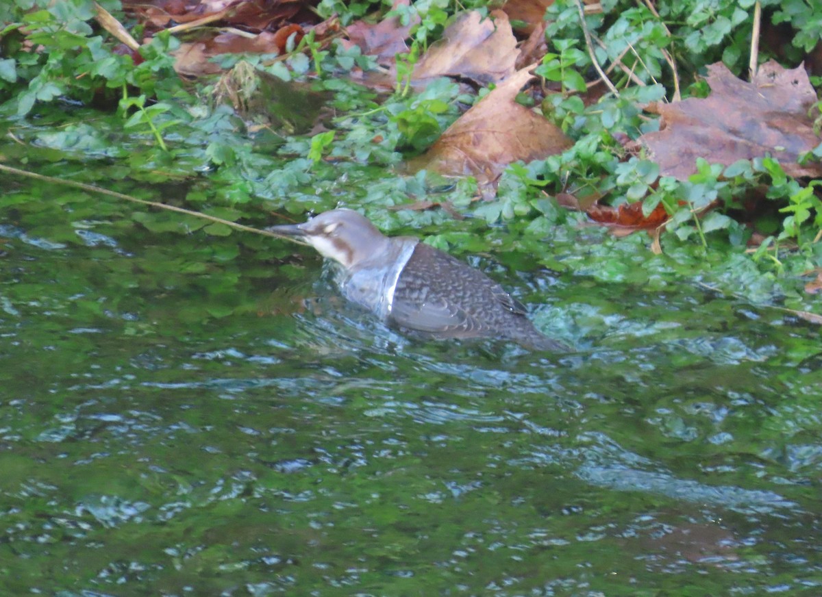 White-throated Dipper - ML645616291