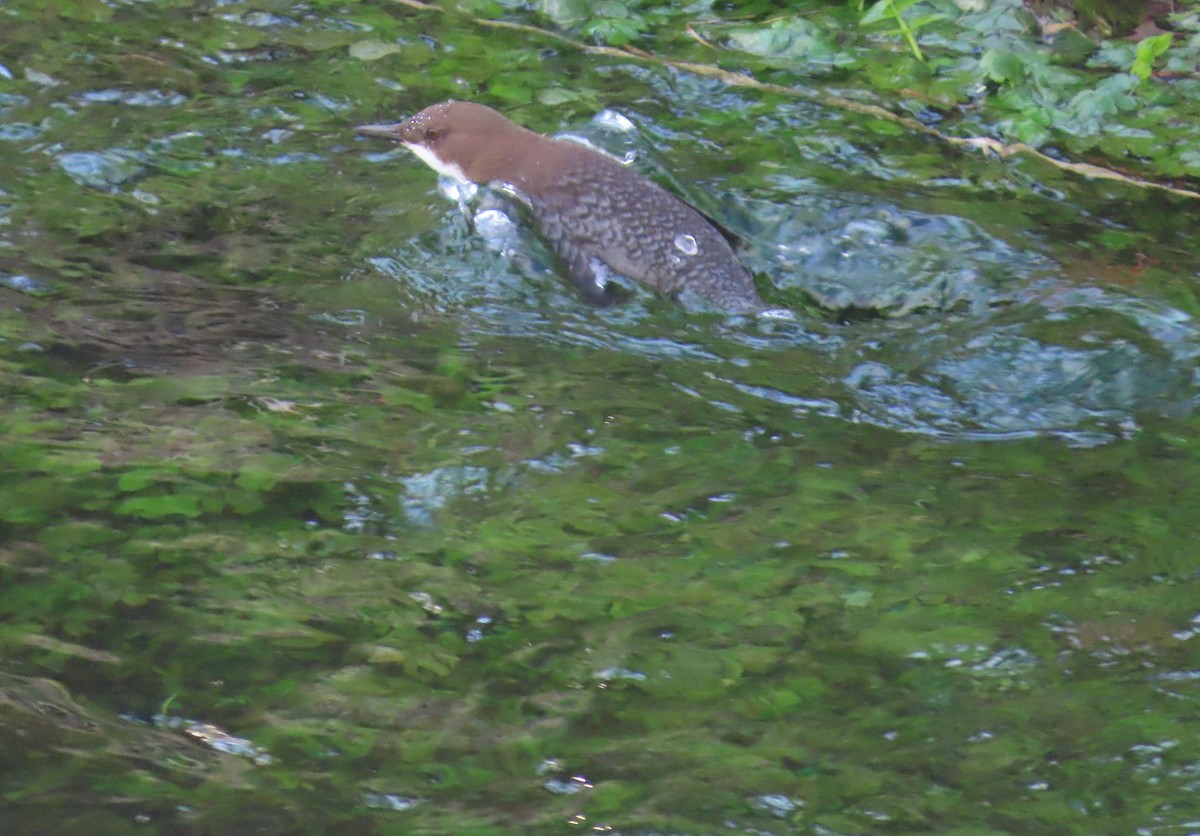 White-throated Dipper - ML645616292
