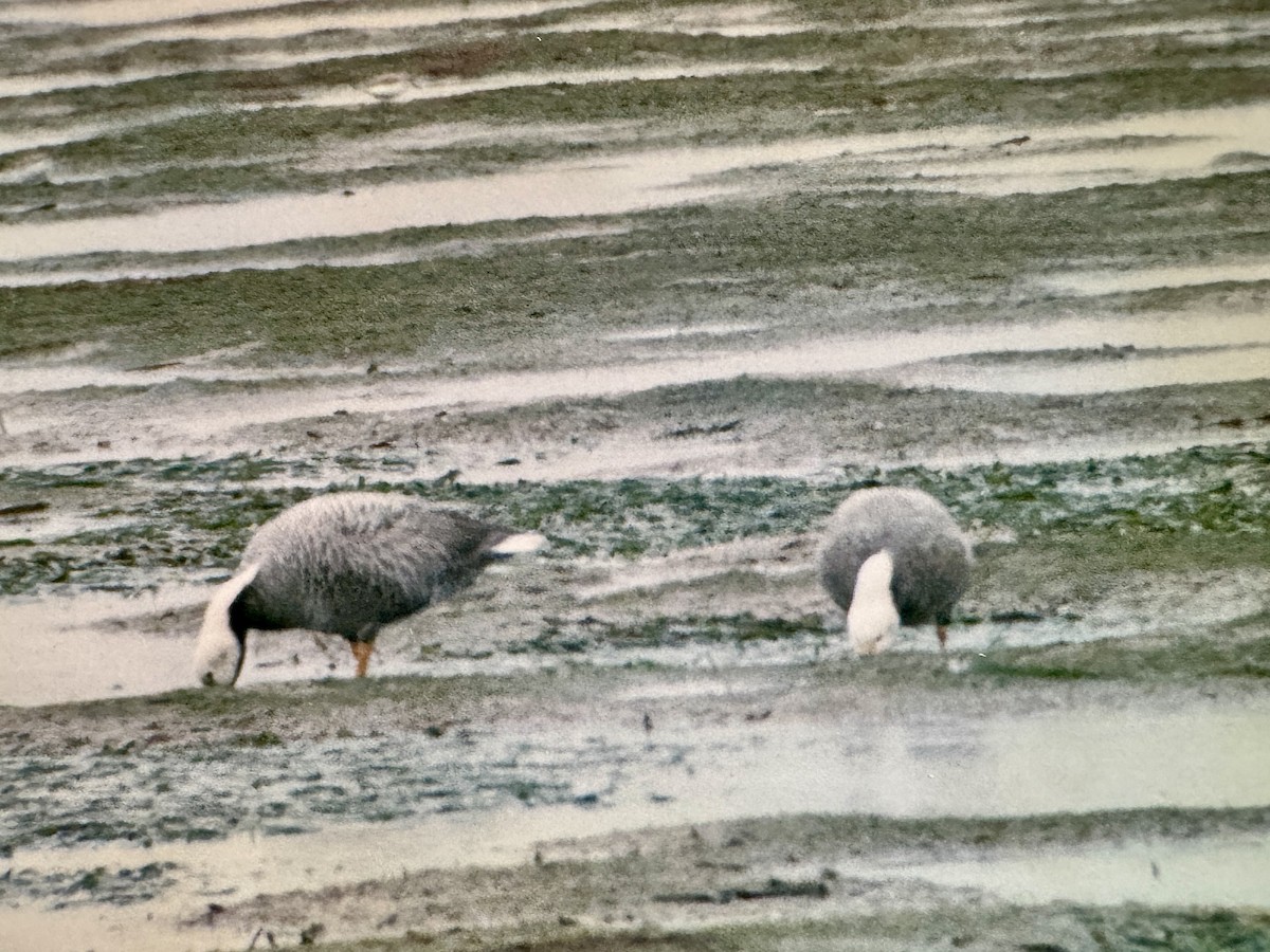 Emperor Goose - ML645616297