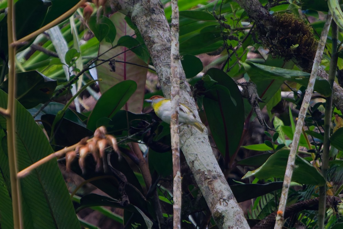 Rufous-browed Peppershrike - ML645616304