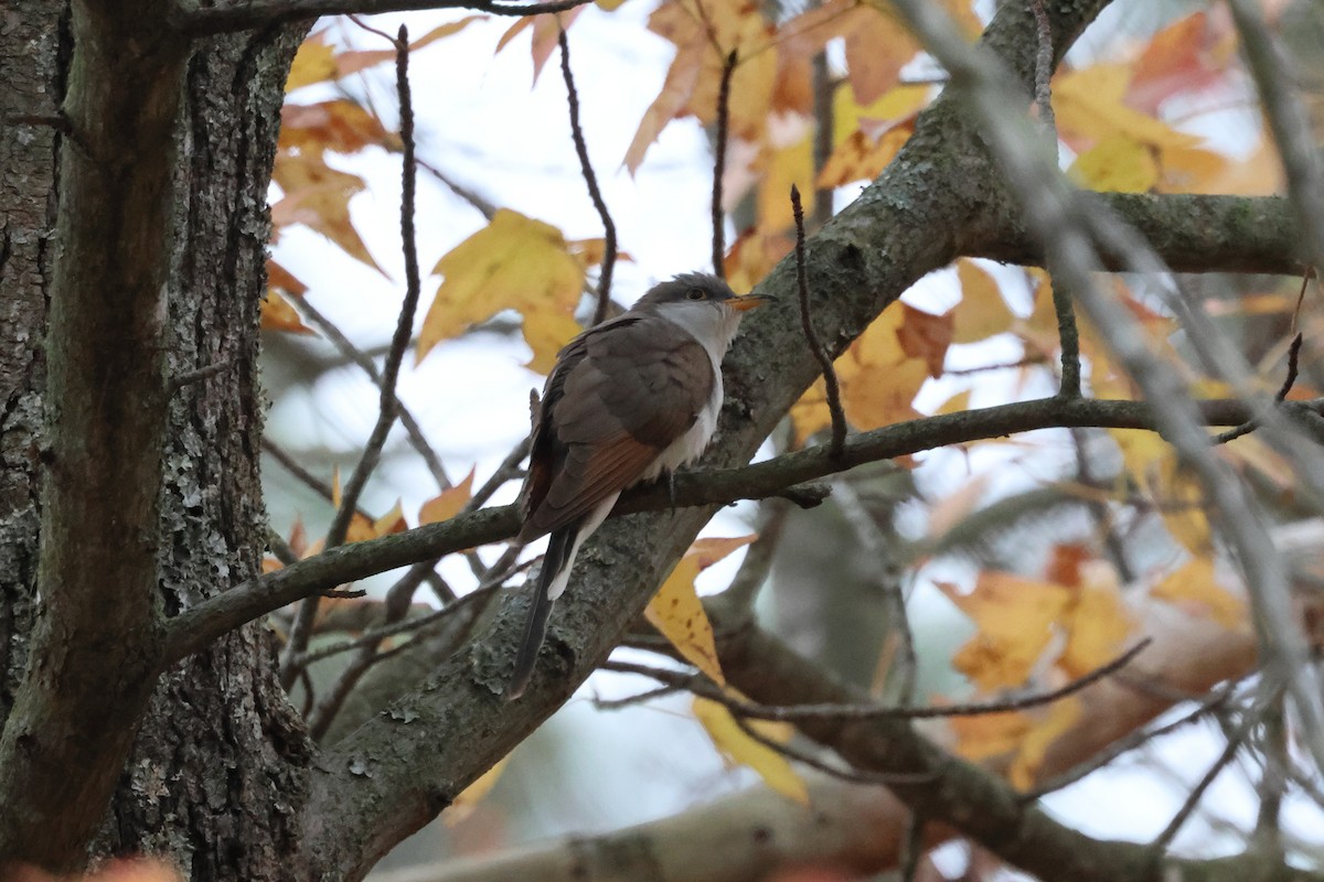 kukačka dešťová - ML645616305