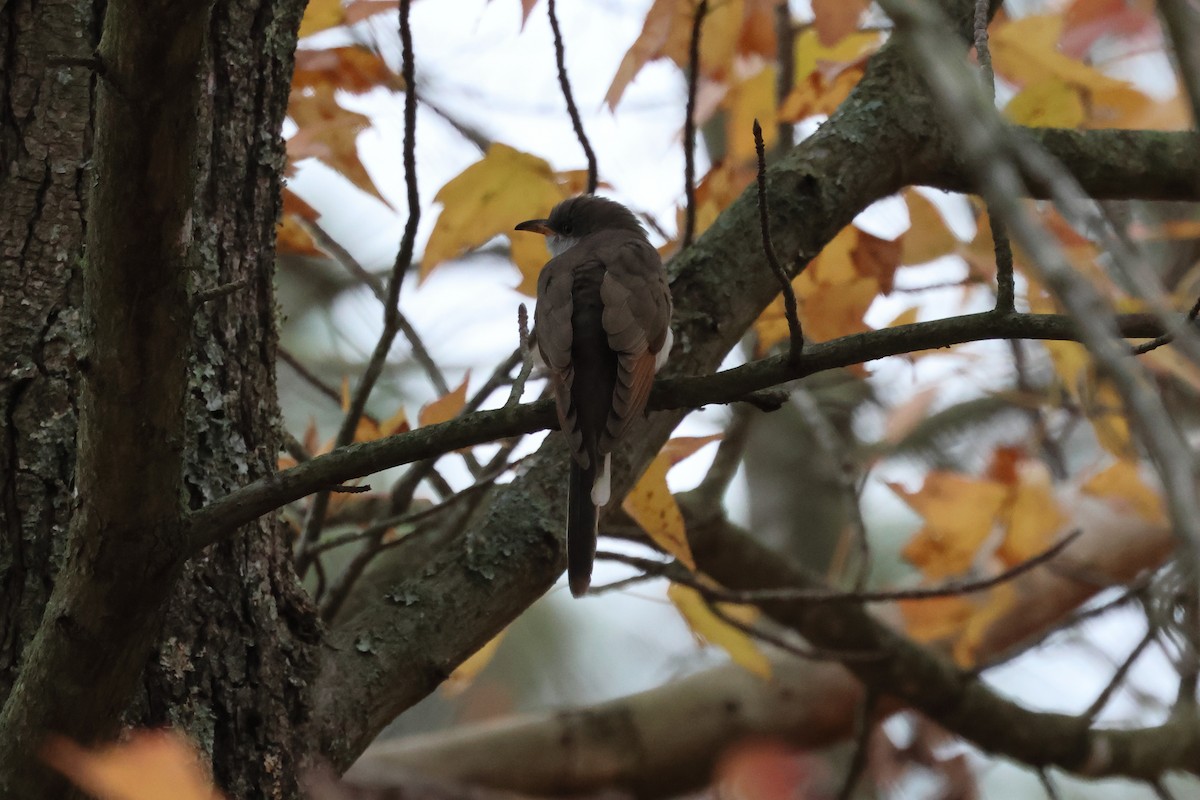 kukačka dešťová - ML645616306