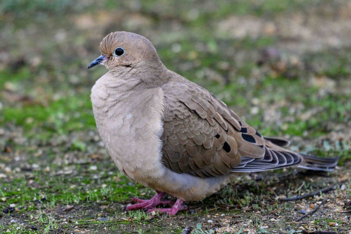 ナゲキバト - ML645616310