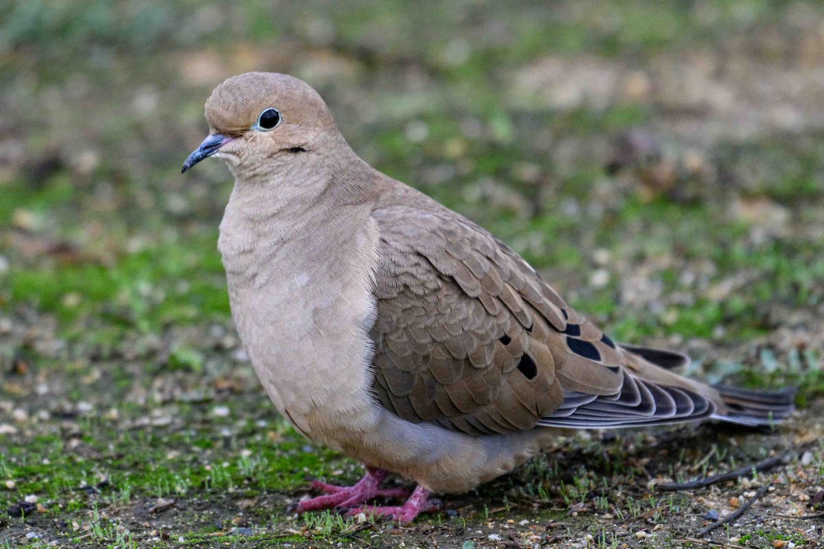 ナゲキバト - ML645616311