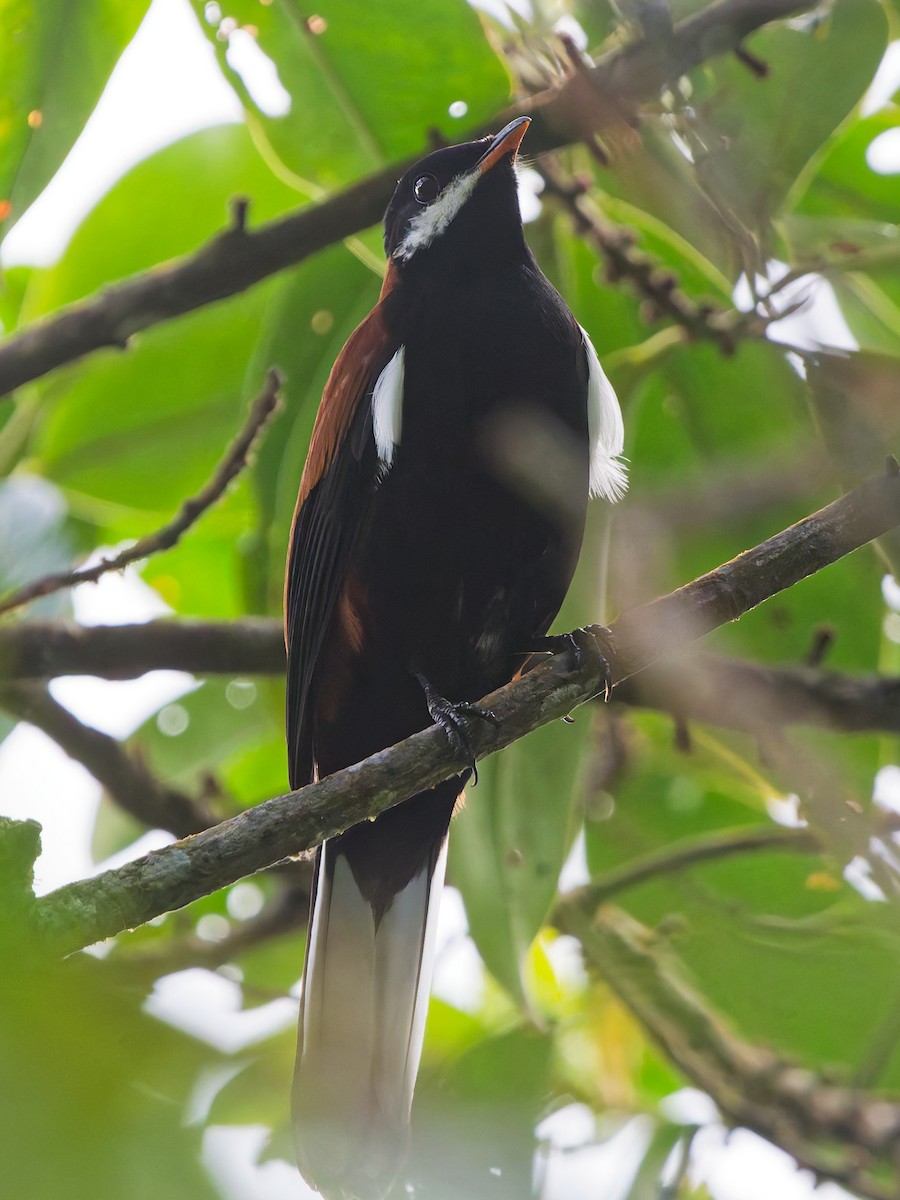 White-eared Solitaire - ML645616317
