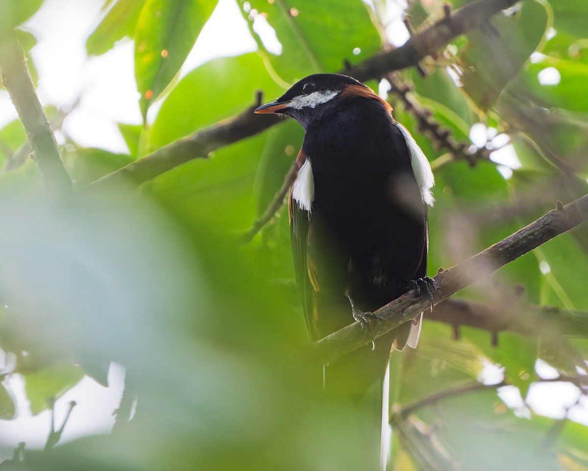 White-eared Solitaire - ML645616318