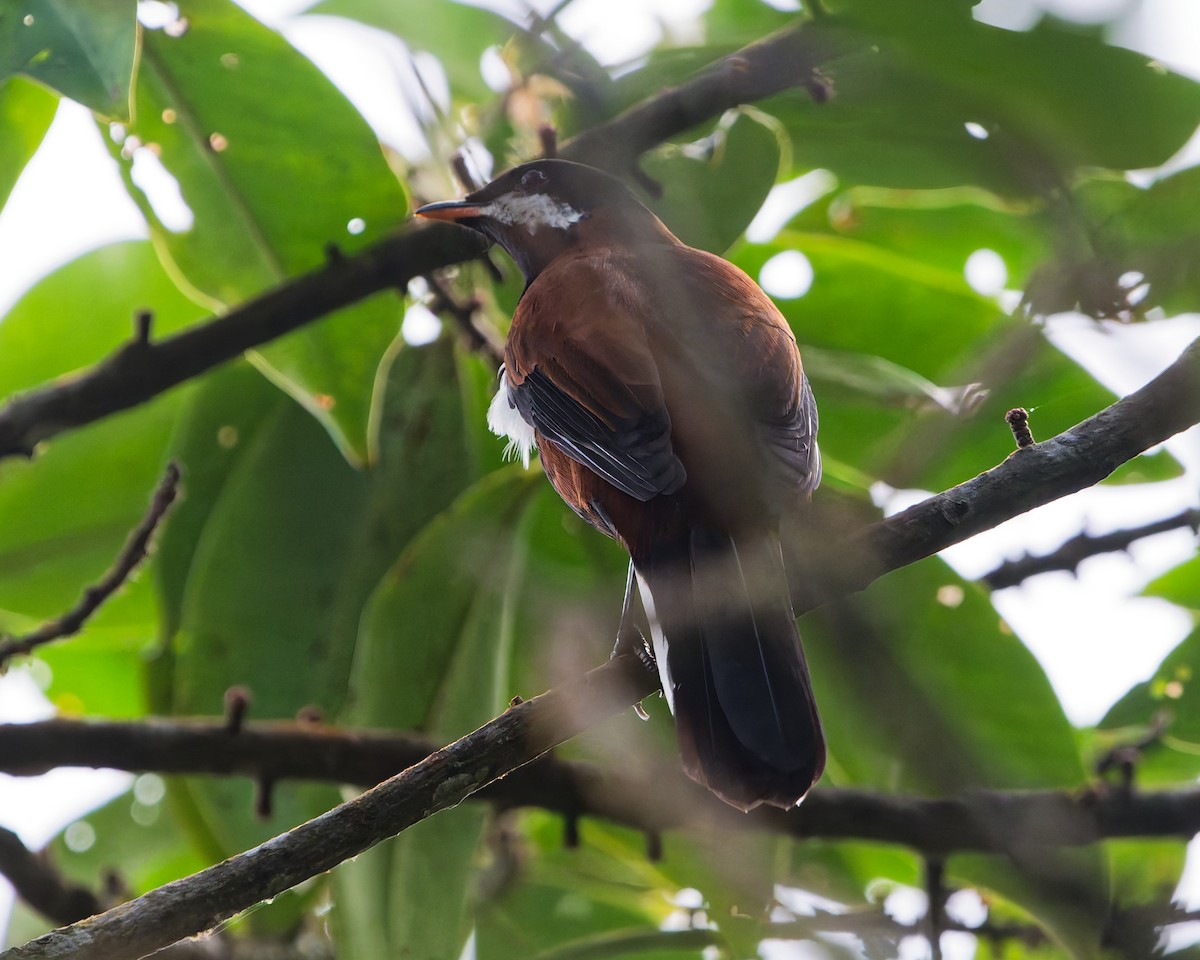 White-eared Solitaire - ML645616319