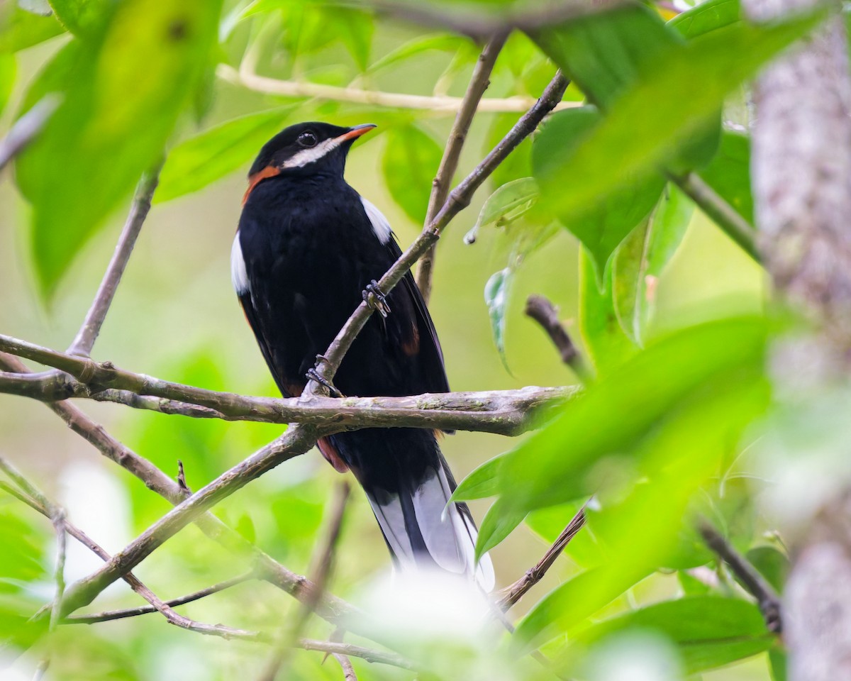 White-eared Solitaire - ML645616320
