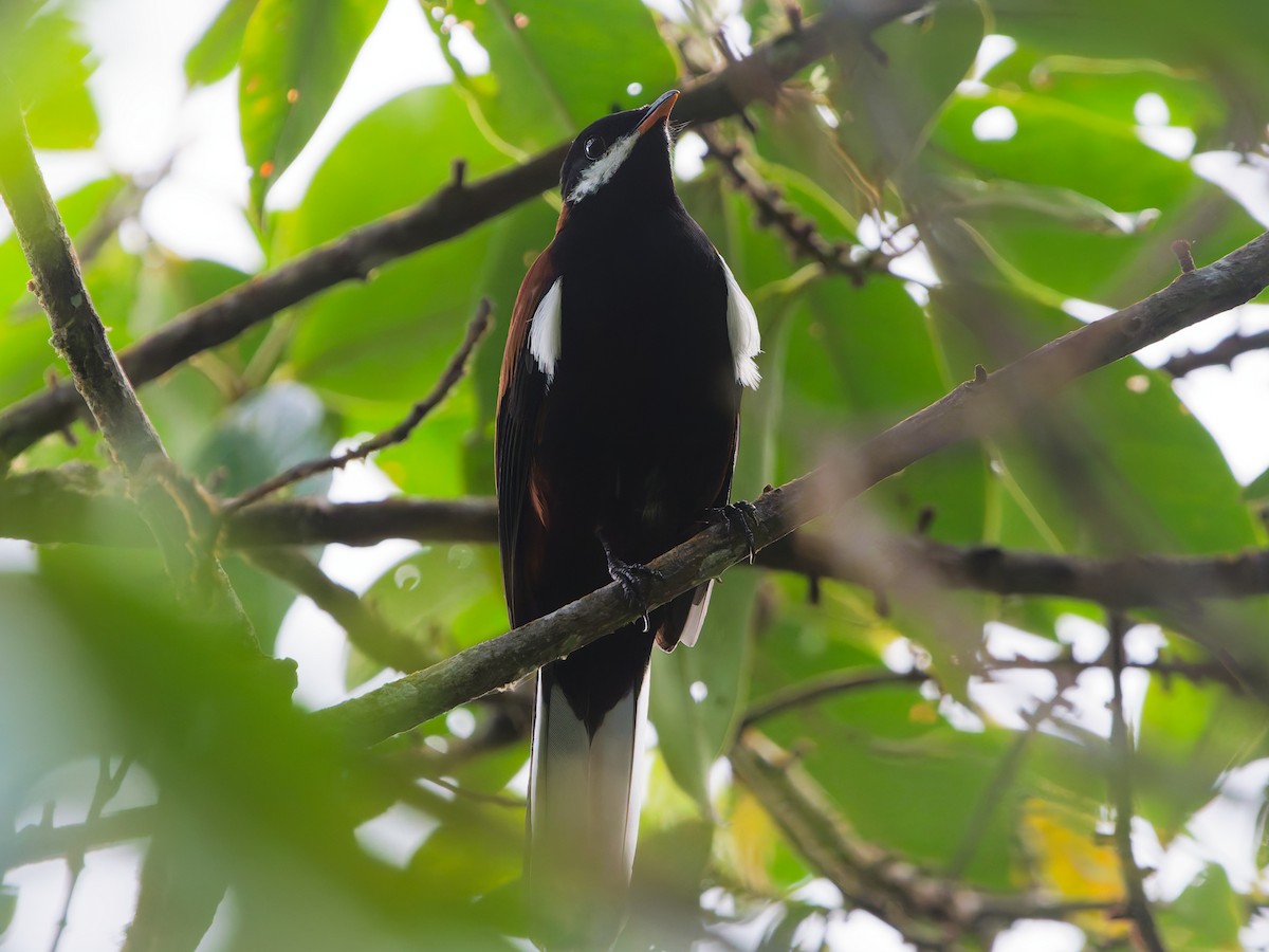 White-eared Solitaire - ML645616321