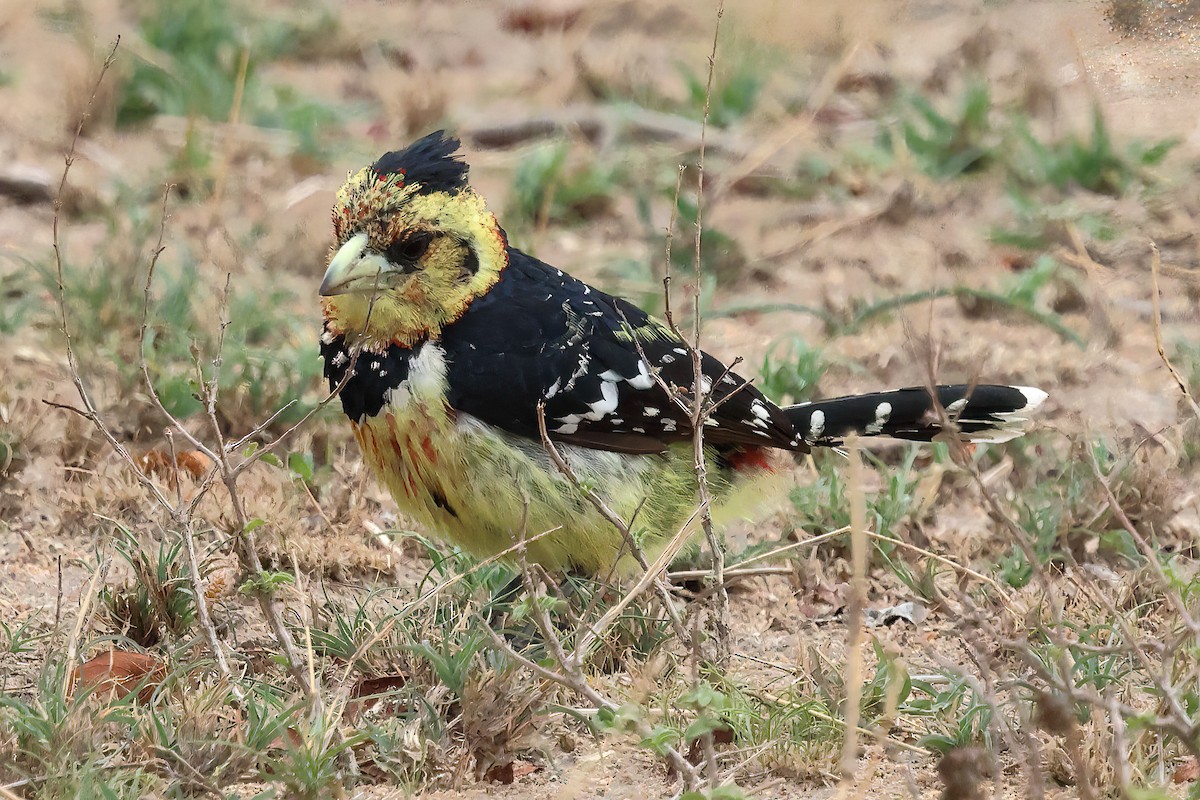 Crested Barbet - ML645616323