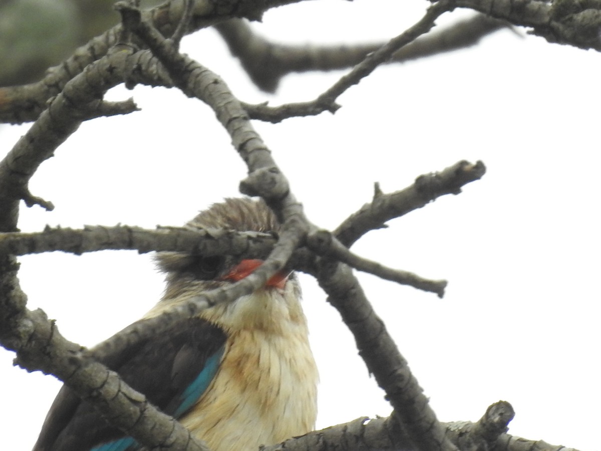 Brown-hooded Kingfisher - ML645616324