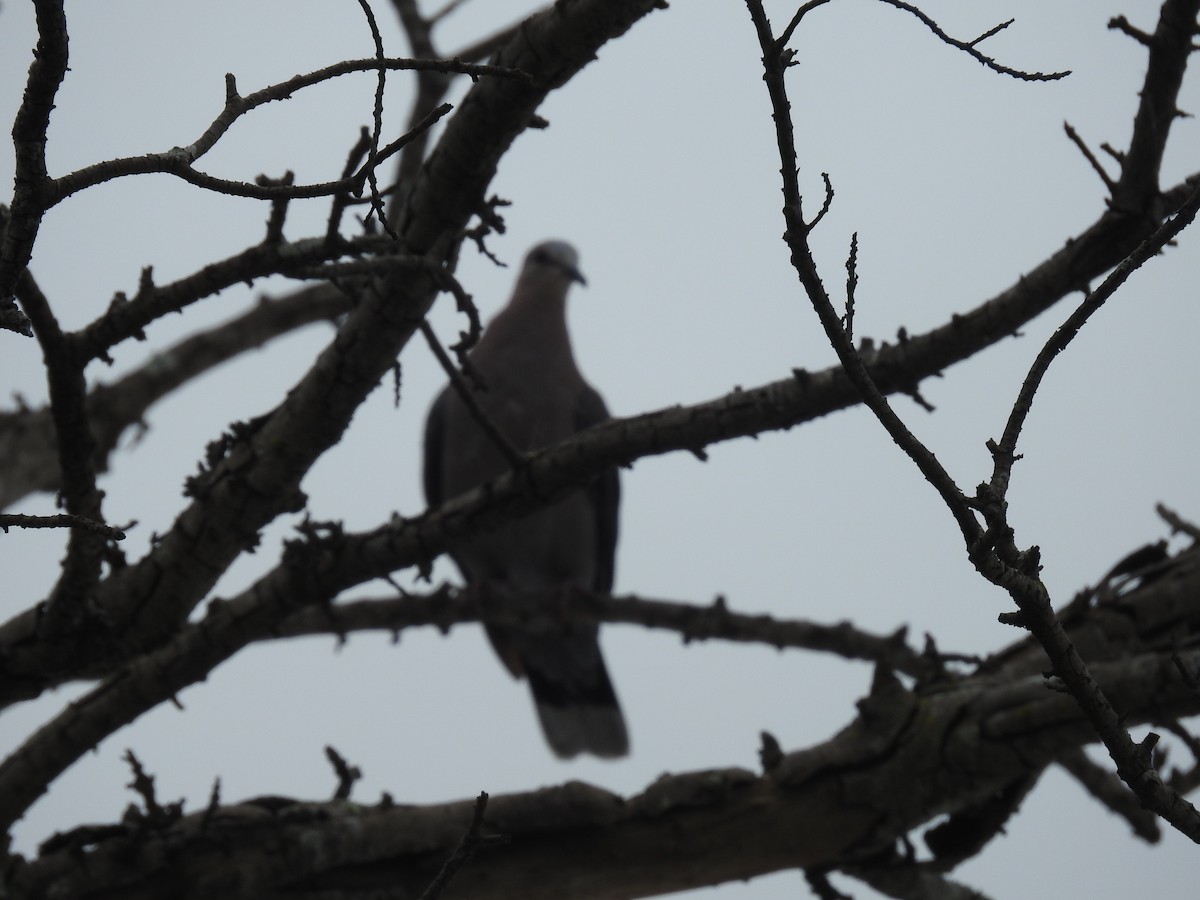 Red-eyed Dove - ML645616327