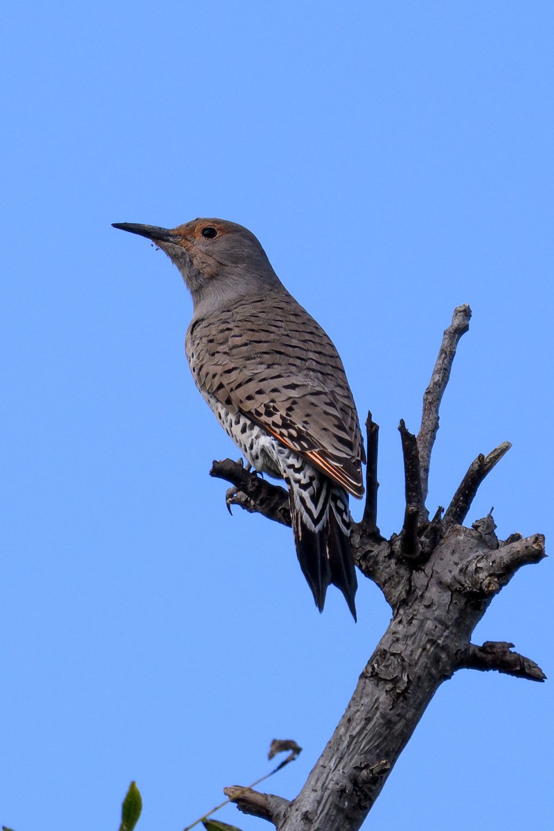 Northern Flicker - ML645616328