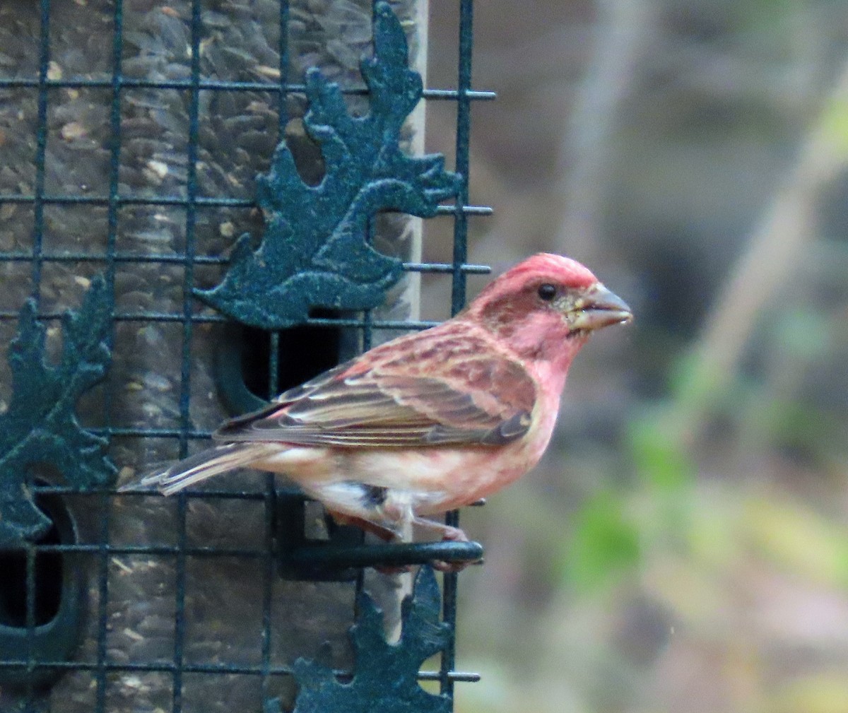 Purple Finch - ML645616331