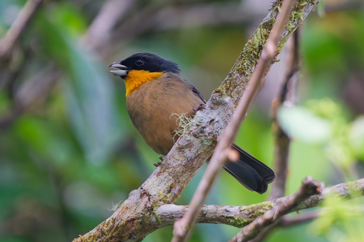 Yellow-throated Tanager - ML645616339