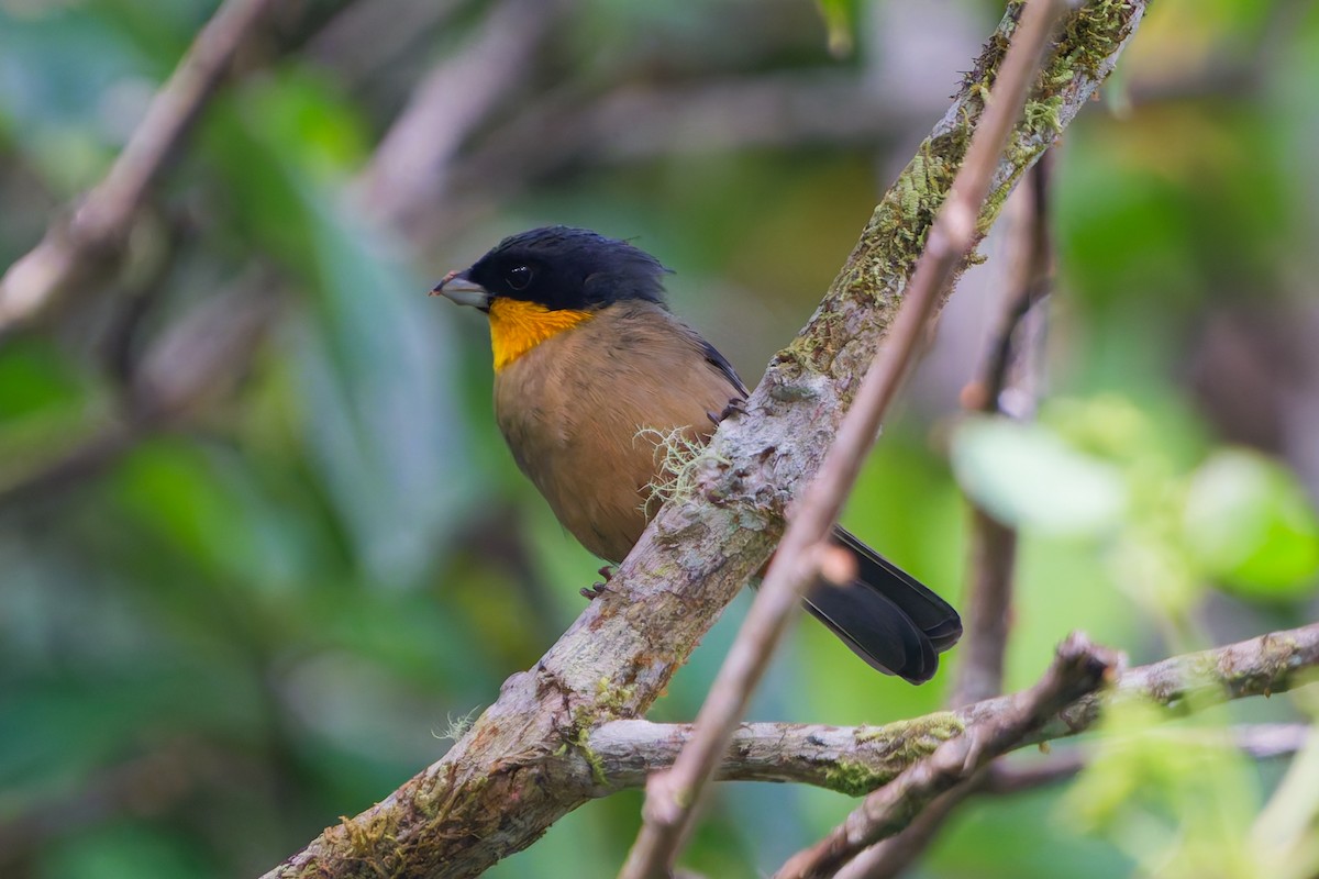 Yellow-throated Tanager - ML645616340