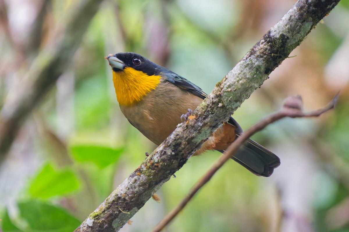 Yellow-throated Tanager - ML645616341