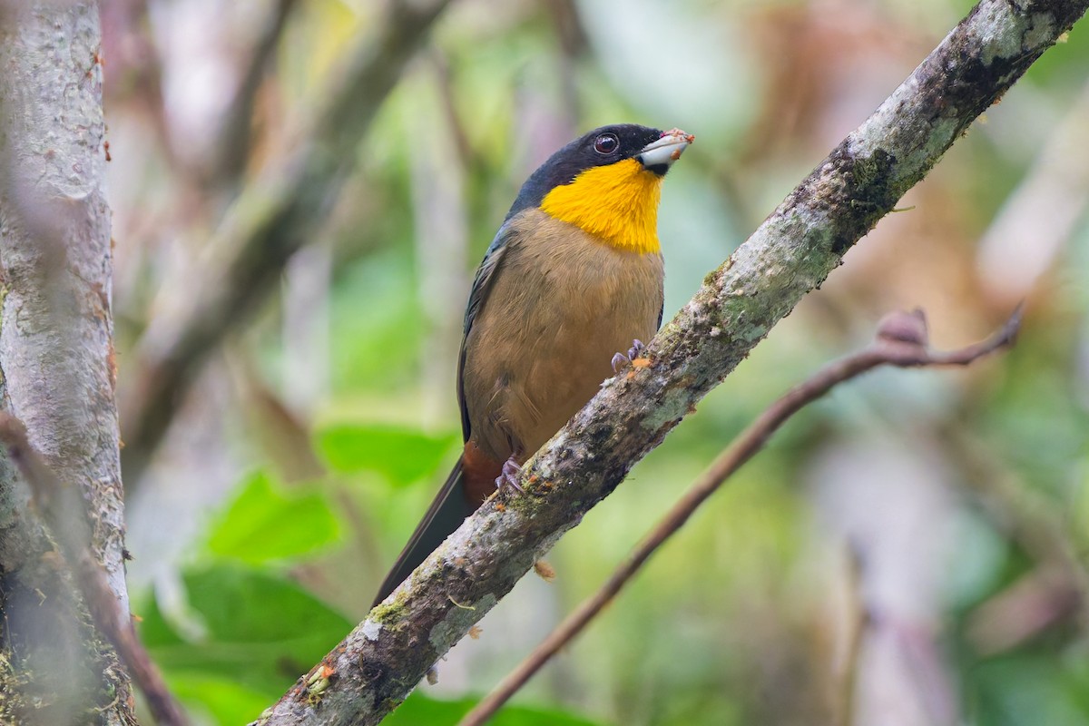 Yellow-throated Tanager - ML645616342