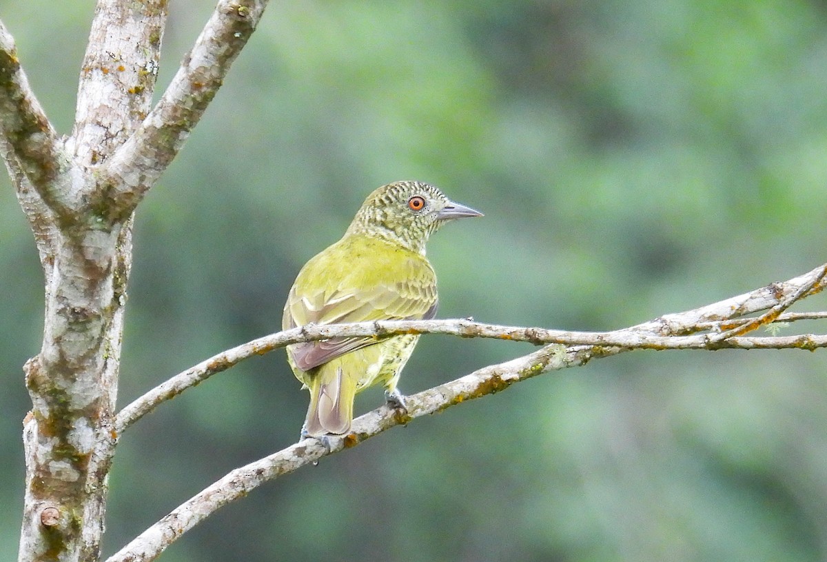 Sharpbill - ML645616345