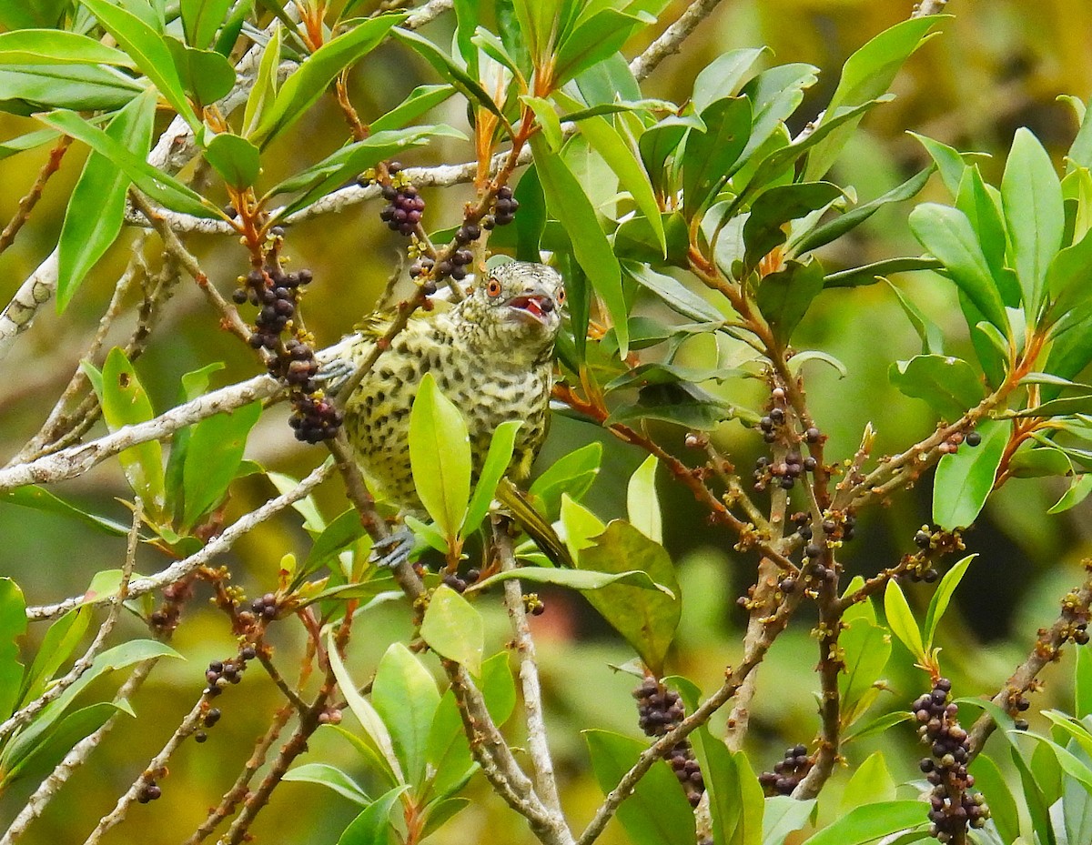 Sharpbill - ML645616346