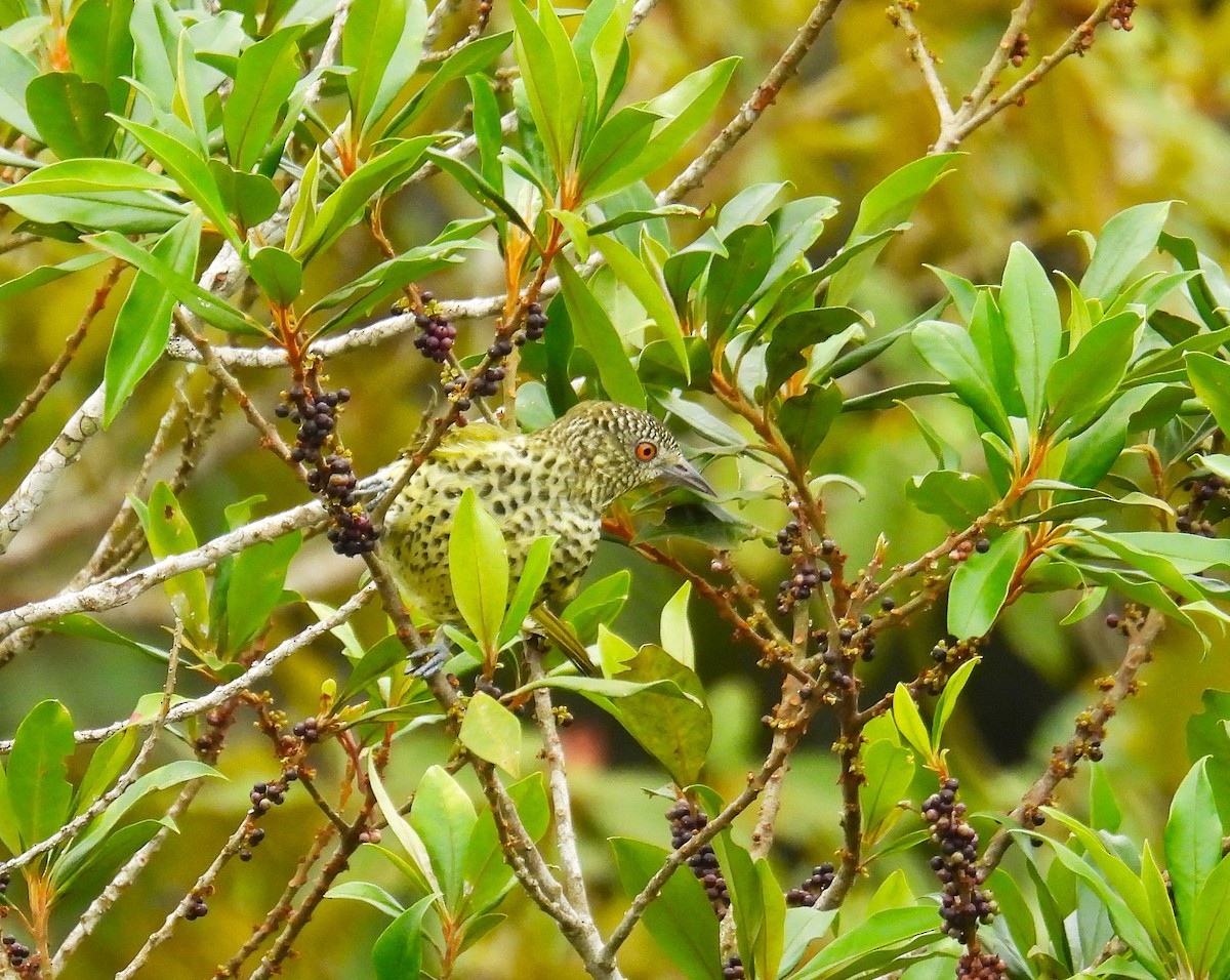 Sharpbill - ML645616347