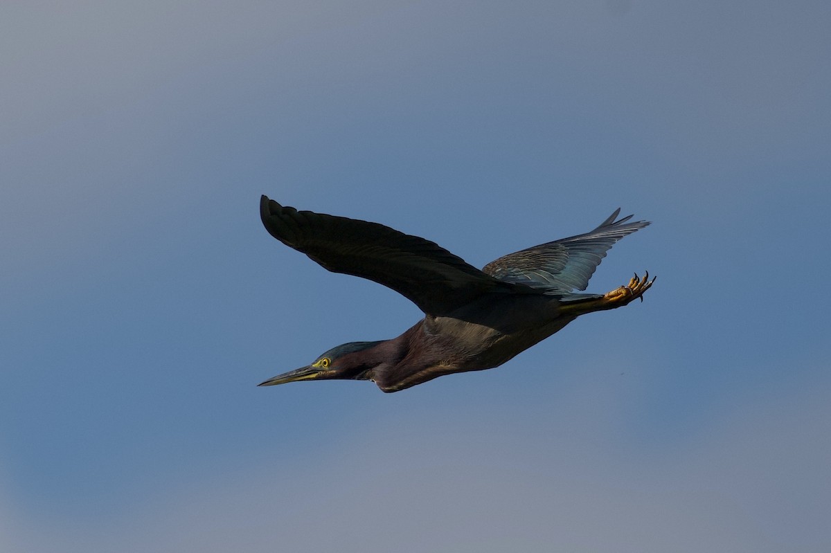 Green Heron - ML645616348