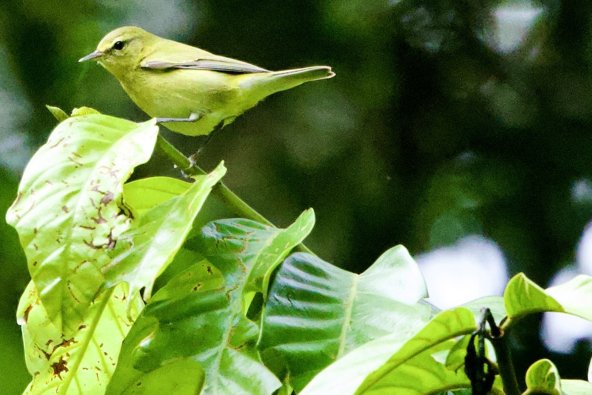 Tennessee Warbler - ML645616352