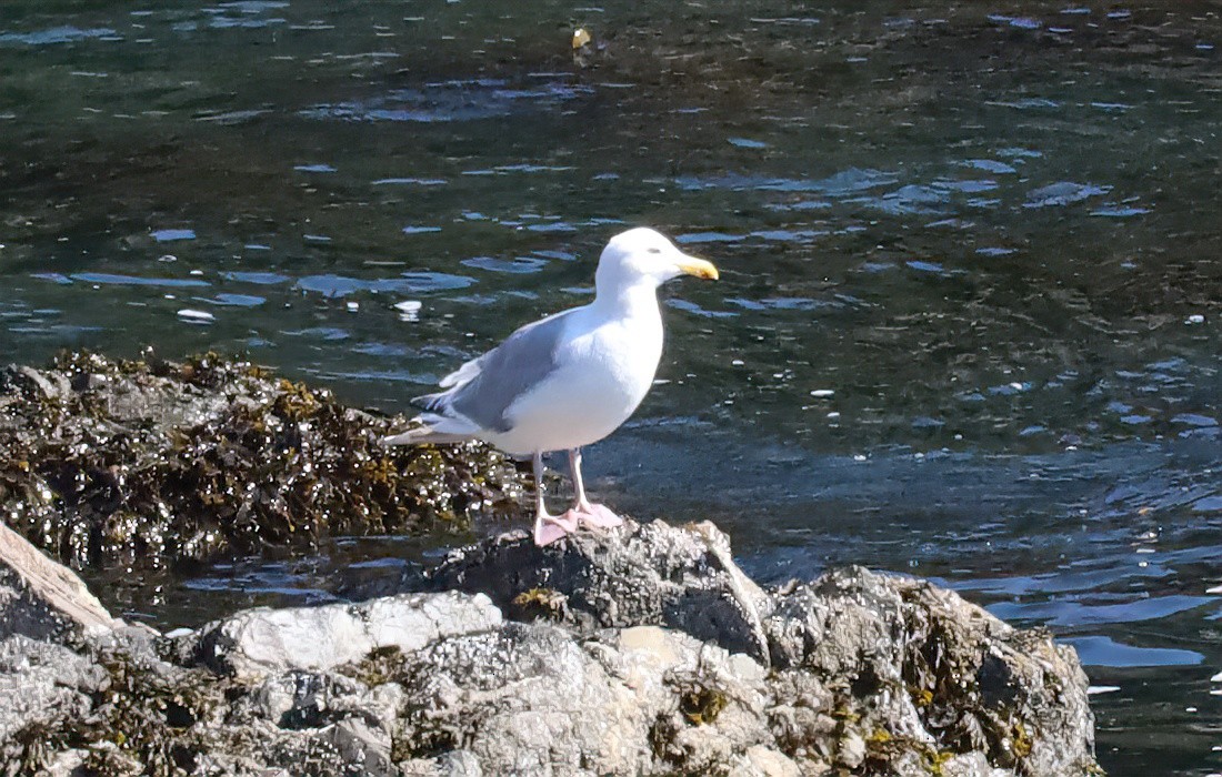Glaucous-winged Gull - ML645616353