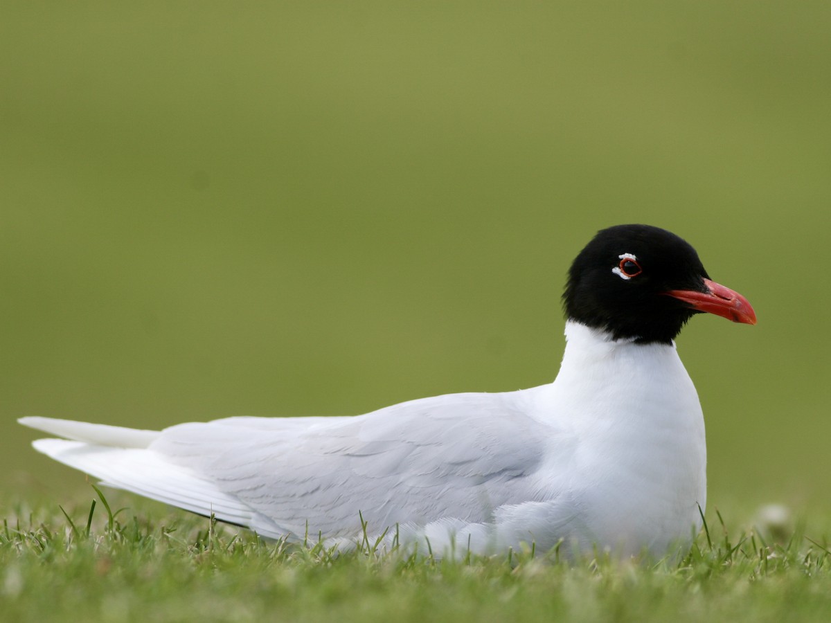 Mediterranean Gull - ML645616355