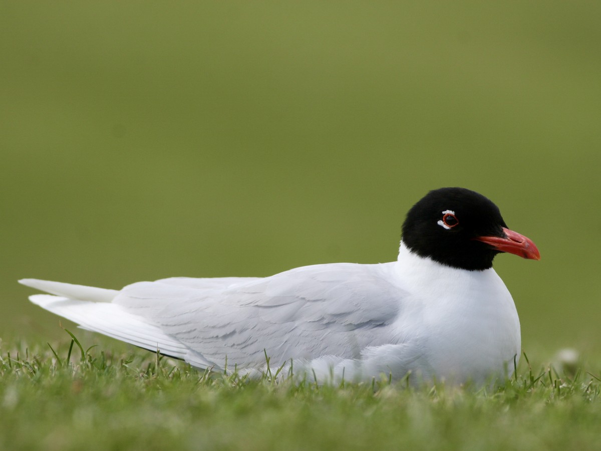 Mediterranean Gull - ML645616356