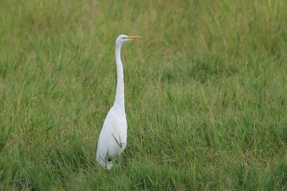 大白鷺 - ML645616357