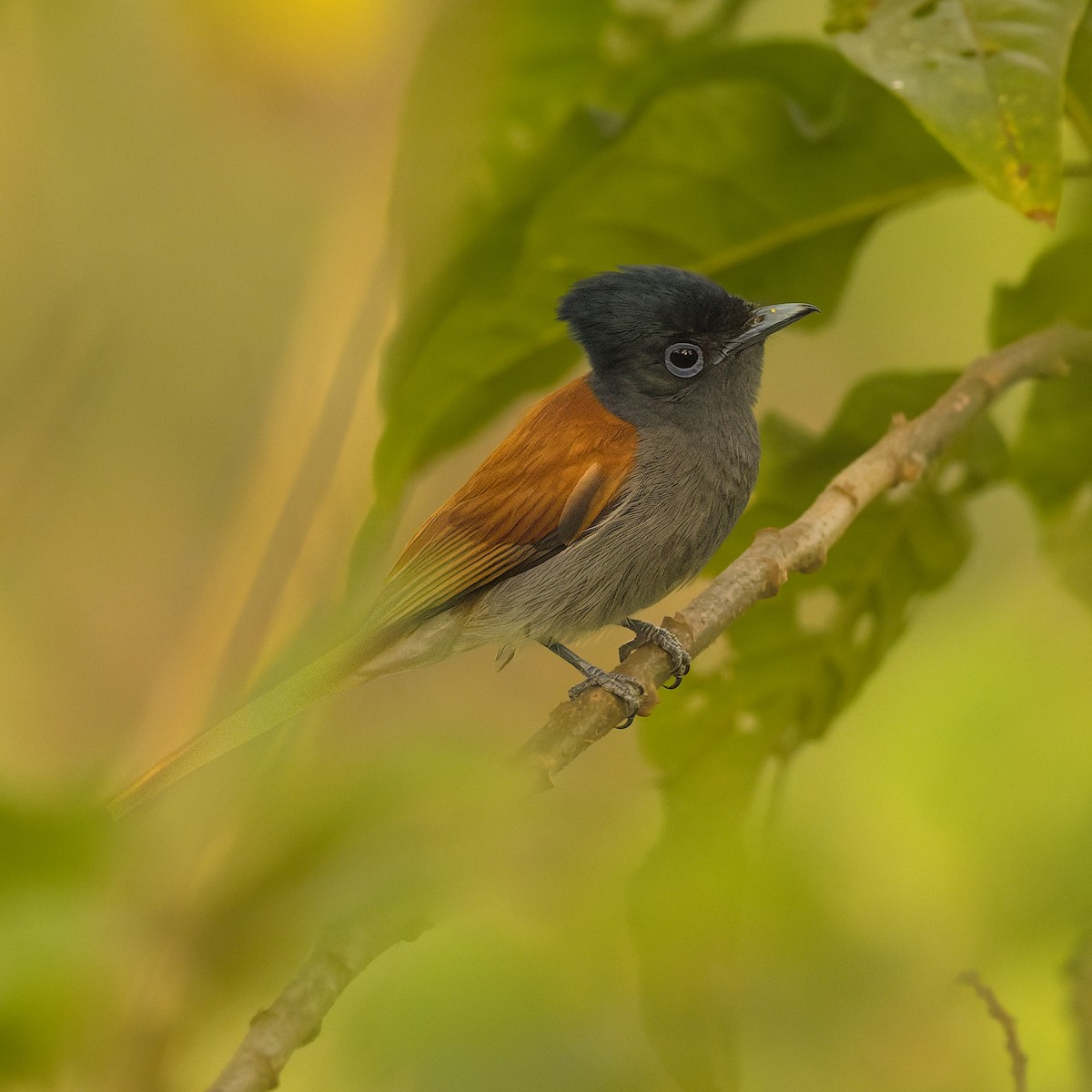 African Paradise-Flycatcher - ML645616358