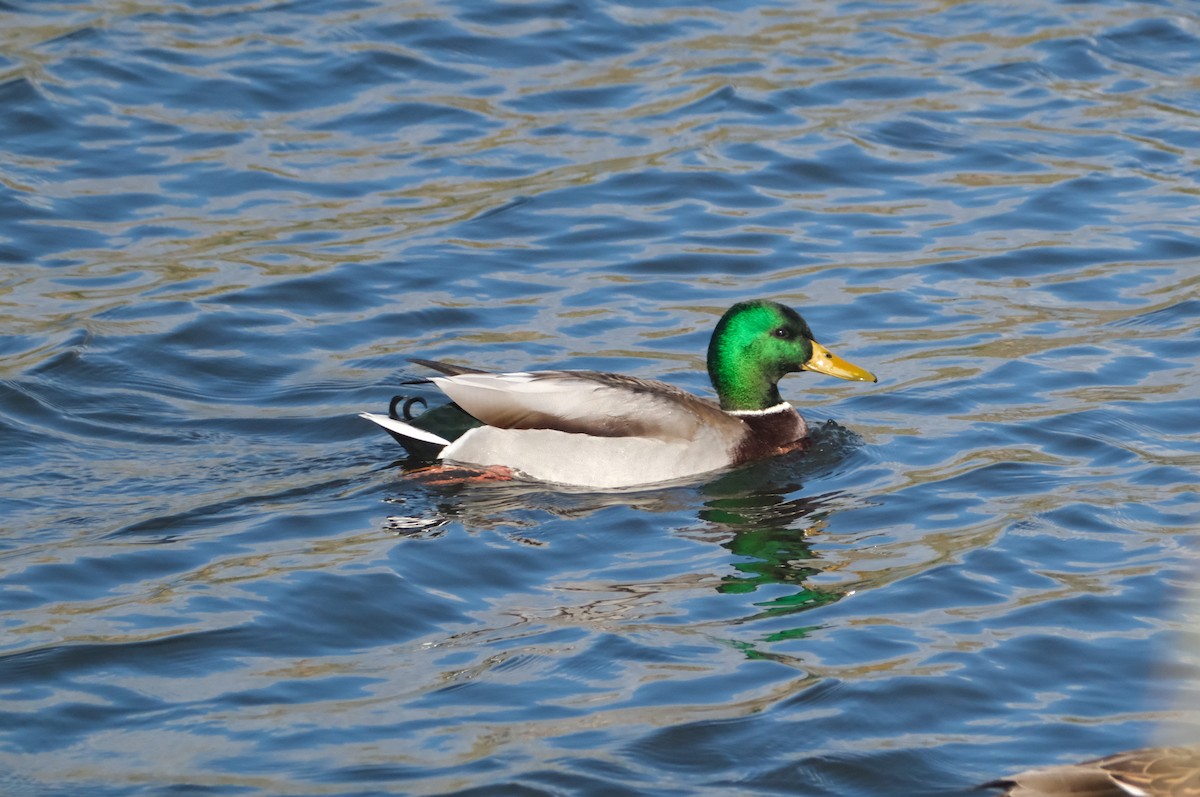 綠頭鴨 - ML645616359