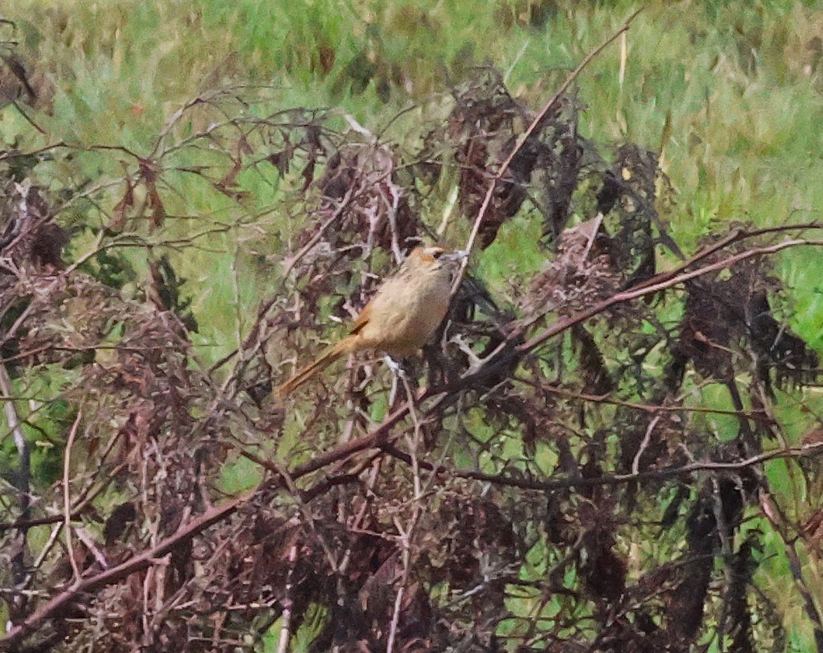 Cape Grassbird - ML645616360