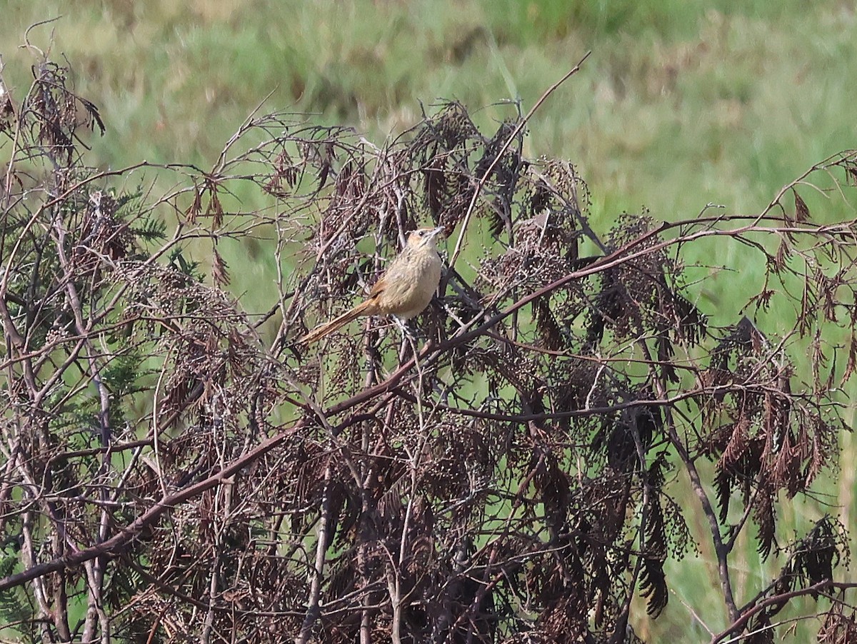 Cape Grassbird - ML645616361