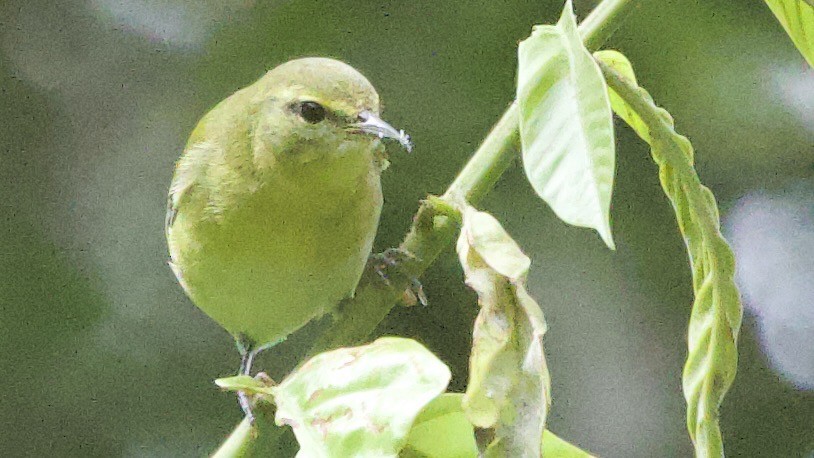 Tennessee Warbler - ML645616363