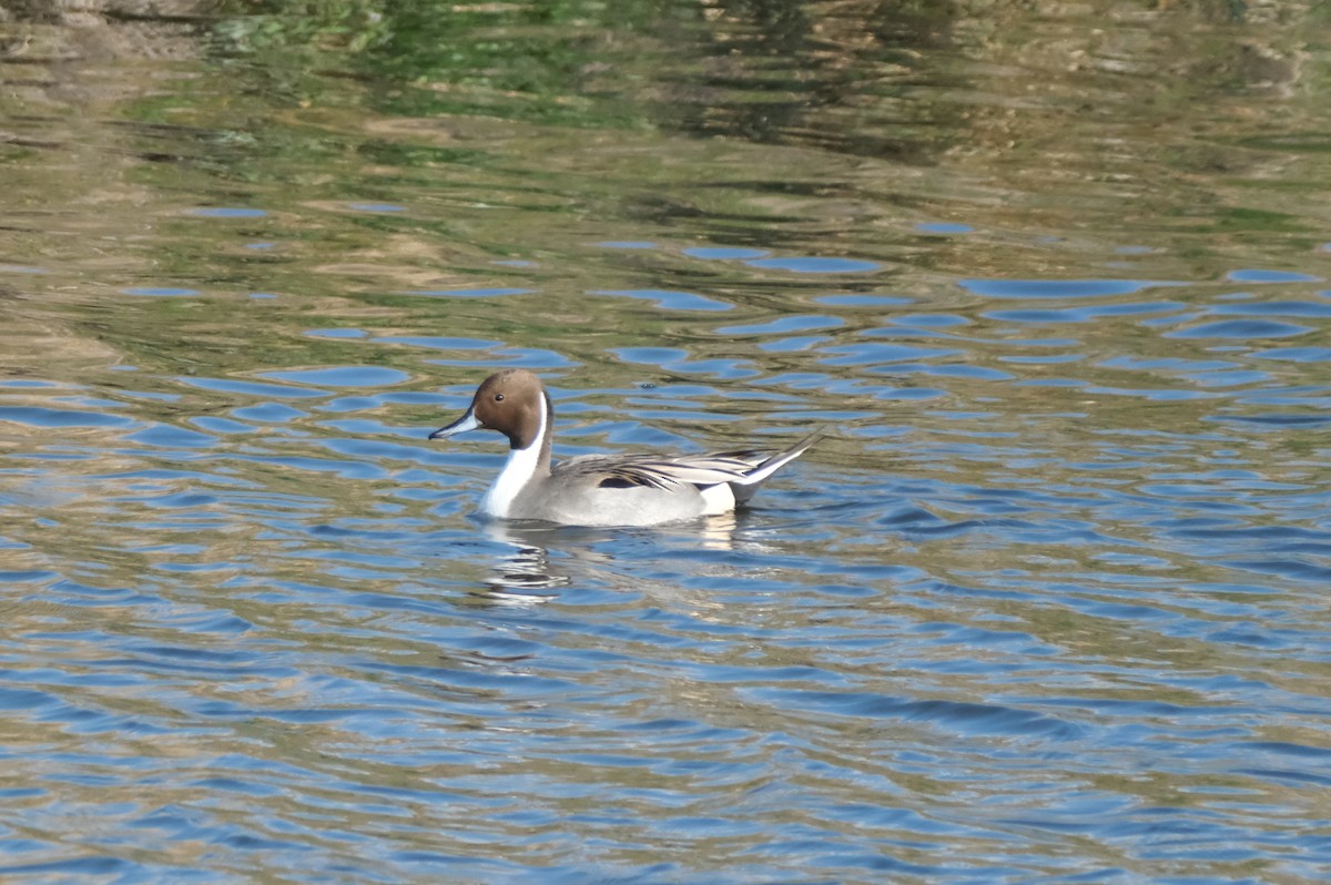 Codone - ML645616367