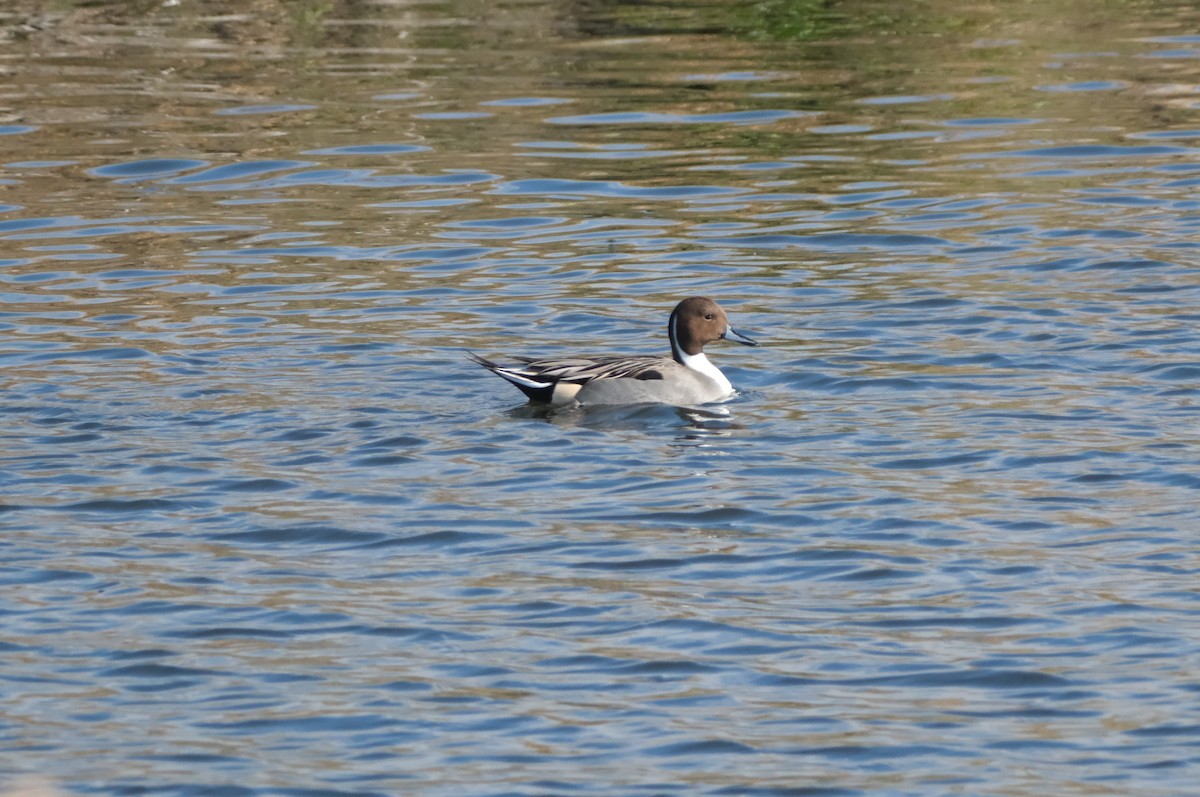 Codone - ML645616368