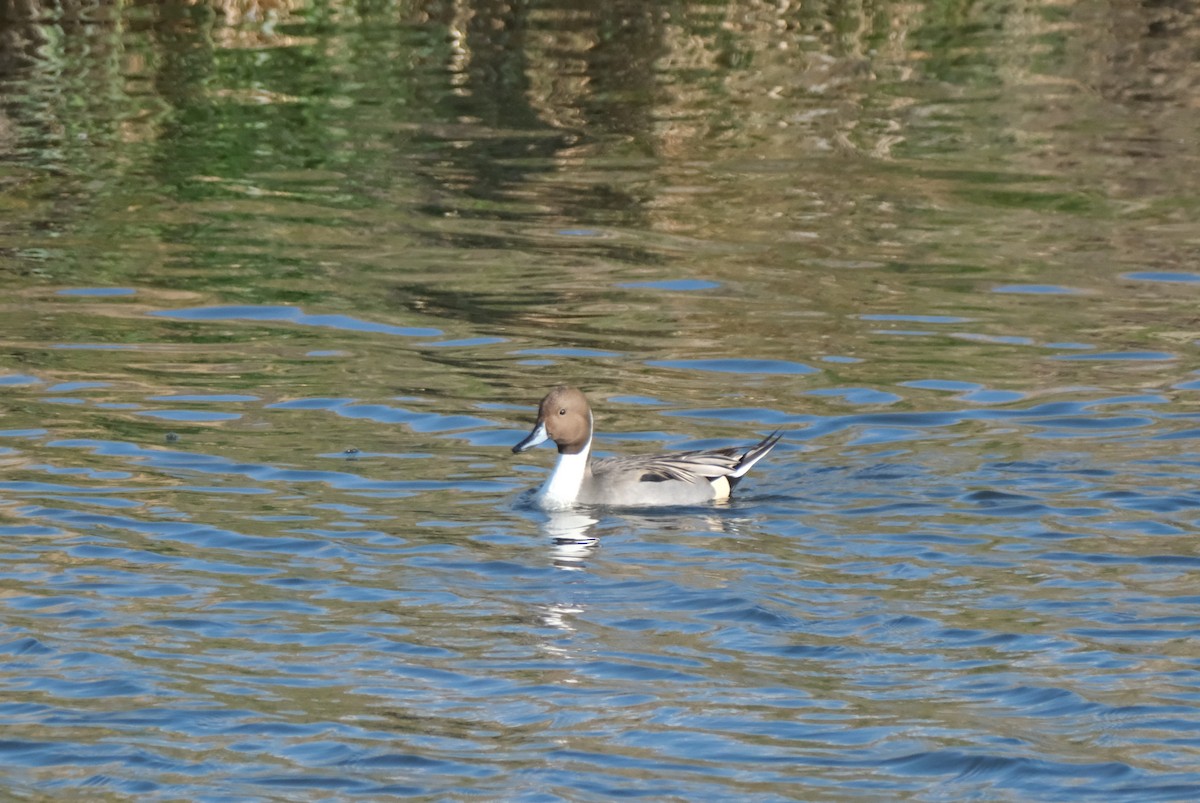 Codone - ML645616369