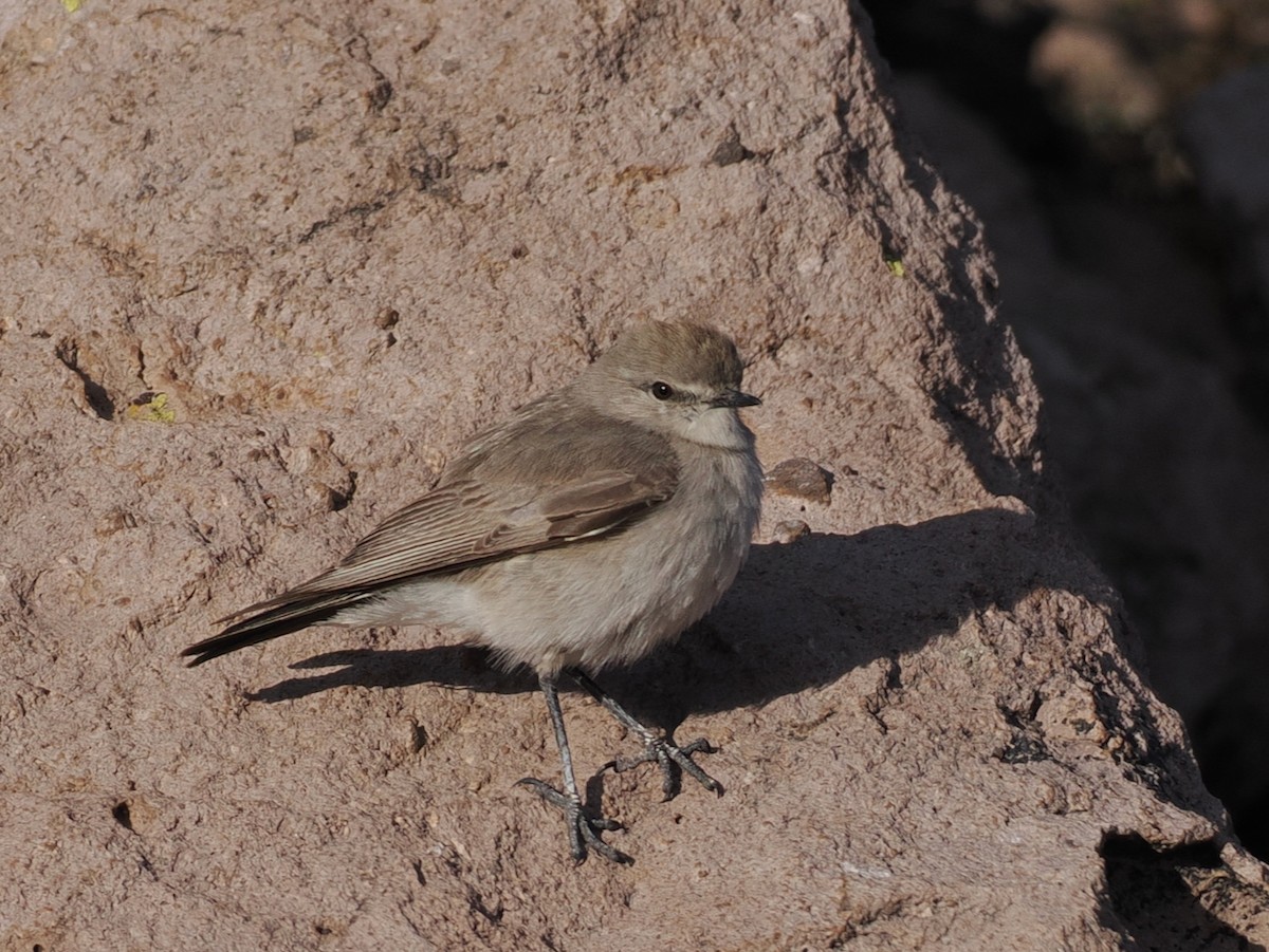 Puna Ground-Tyrant - ML645616370