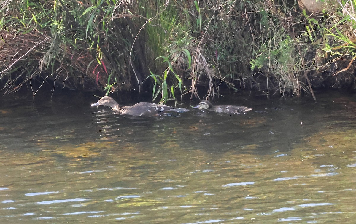 African Black Duck - ML645616373