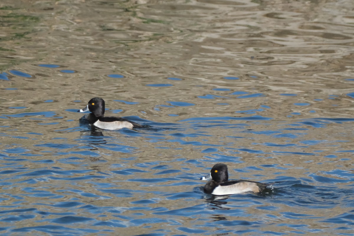 Moretta dal collare - ML645616384