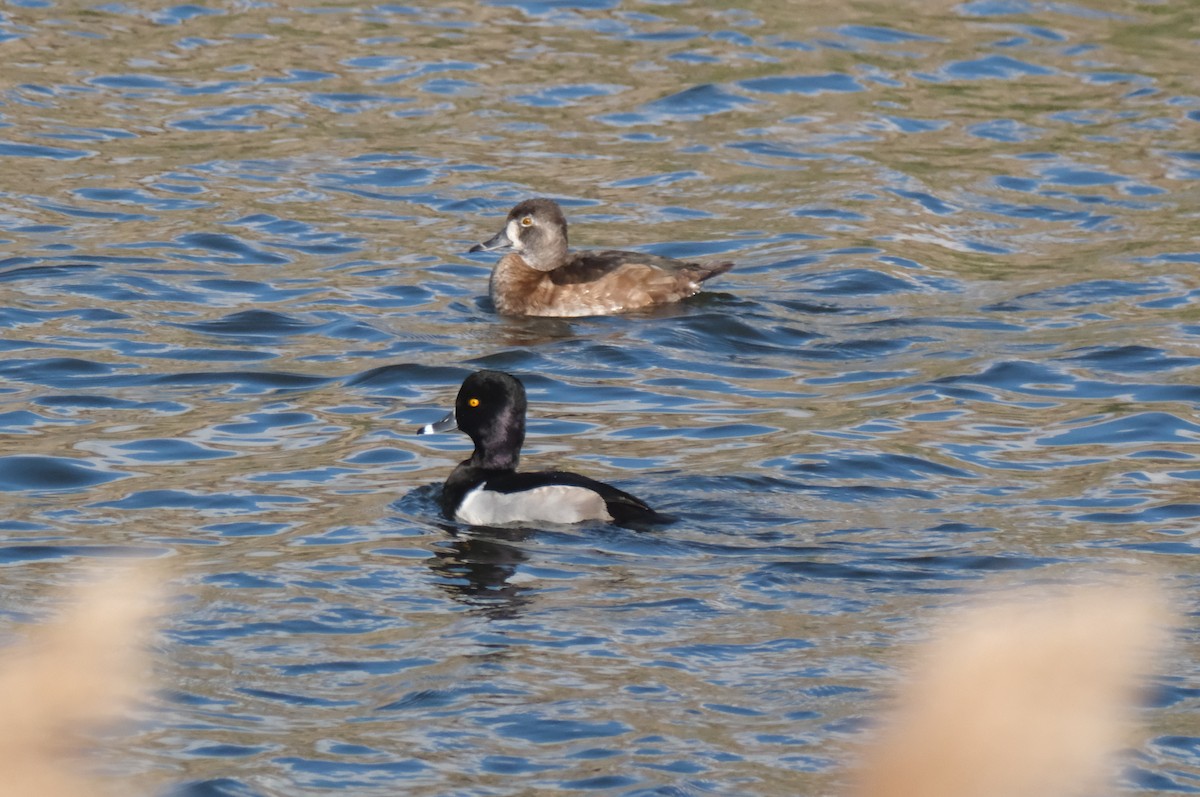 Moretta dal collare - ML645616386